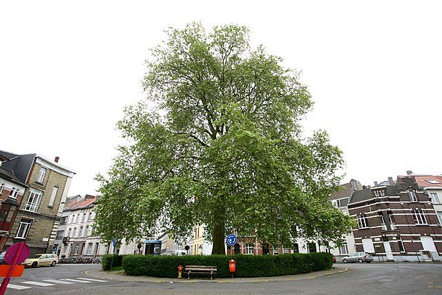 Plataan Van Duyseplein