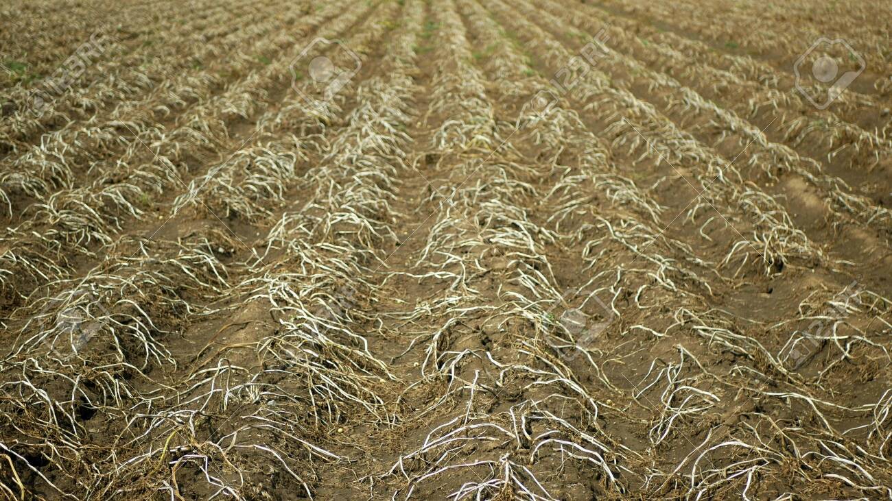 vynikal 123rf 129897956 zeer droogte droog veld land met aardappelblad